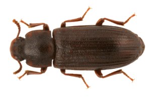 Tuholaistorjunta Suomen Pest Torjunta
